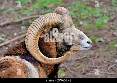 Nahaufnahme des Kopfes eines Widders mit riesigen Hörnern des europäischen Mufflons (Ovis gmelini musimon) Stockfoto