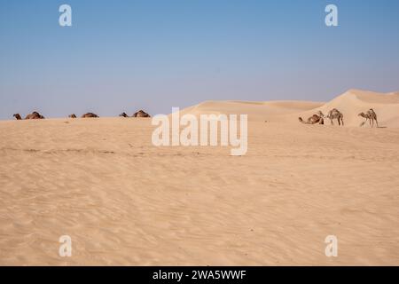 Al Qudra Kamele leeres Viertel nahtlose Wüste sahara in Dubai VAE im Nahen Osten mit Windwegen und Sanddünen Hügeln unter grauem bewölktem Himmel Stockfoto