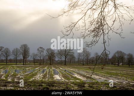 Überschwemmten Ackerland in Gelderland, Holland Stockfoto