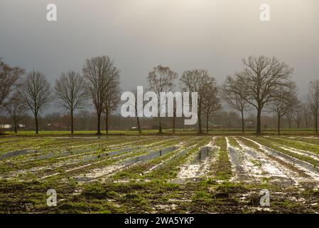 Überschwemmten Ackerland in Gelderland, Holland Stockfoto