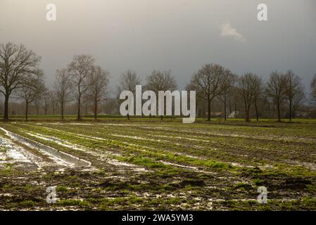 Überschwemmten Ackerland in Gelderland, Holland Stockfoto