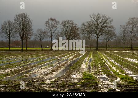 Überschwemmten Ackerland in Gelderland, Holland Stockfoto