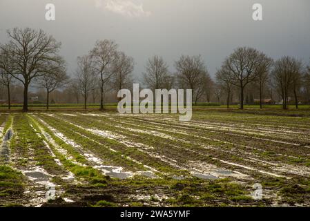 Überschwemmten Ackerland in Gelderland, Holland Stockfoto