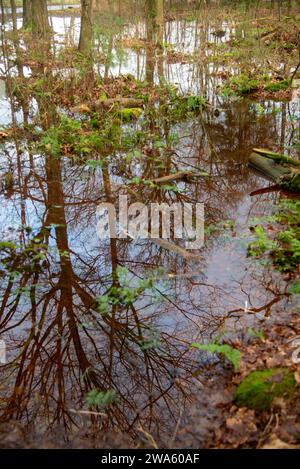 Überfluteter Pfad im Wald von Bäumen in Gelderland, Holland Stockfoto