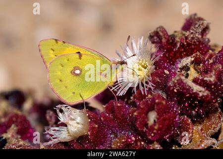 Getrübter gelber Schmetterling (Colias croceus) auf blühender gewöhnlicher Eispflanze Stockfoto