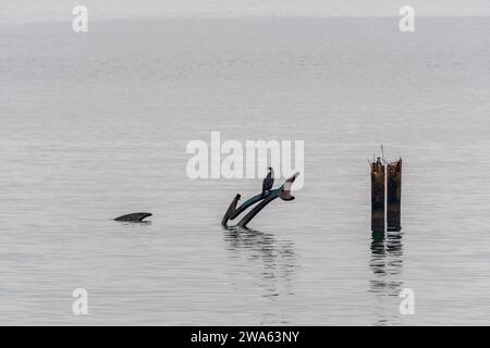 Grado (Italien) Meer an einem Wintertag mit einem dicken Nebel, der die Umgebung suggestiv und mystisch macht. In der Ferne stand ein Kormoran. Stockfoto