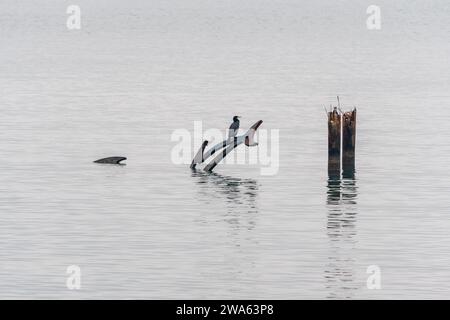 Grado (Italien) Meer an einem Wintertag mit einem dicken Nebel, der die Umgebung suggestiv und mystisch macht. In der Ferne stand ein Kormoran. Stockfoto