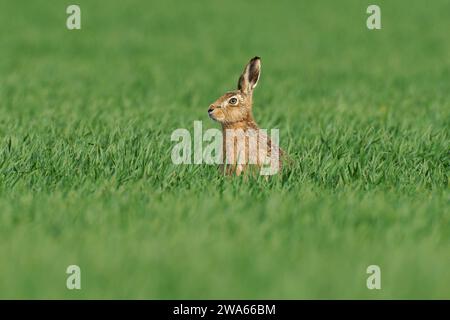 Braune Hare - Lepus Europaeus. Stockfoto