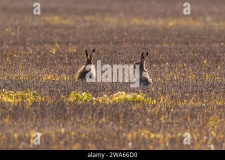 Ein Paar Braunhasen - Lepus europaeus auf einem Feld bei Sonnenaufgang. Stockfoto