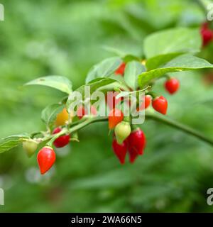 Chili Paprika Biguinho Red im britischen Glashaus September Stockfoto