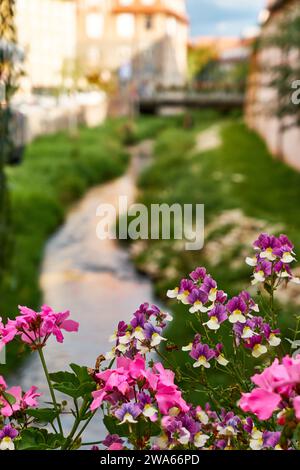 Lila blühende Blumen vor dem Schwabachbach in der Altstadt von Schwabach Stockfoto