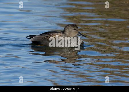 Männliche Gadwall (Mareca strepera) Schwimmen Stockfoto