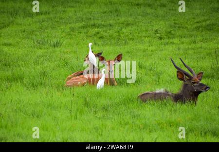 Weibliche Nyala-Antilopen (lateinisch: Tragelaphus angasii) werden von weißen Rinderreihern gereinigt, während ein Männchen in der Nähe in einem Naturschutzgebiet in Simbabwe ruht. Quelle: Vuk Valcic/Alamy Stockfoto