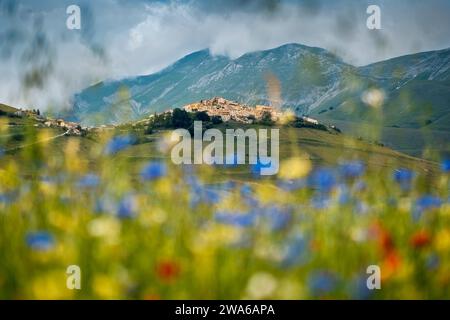 Castelluccio von Norcia blüht. Monti Sibillini Nationalpark, Perugia Bezirk, Umbrien, Italien, Europa. Stockfoto