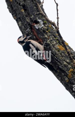 Ein großer Fleckenspecht sucht im Winter auf dem Stamm eines alten Baumes vor grauem Himmel Stockfoto