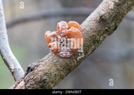 Nahaufnahme eines parasitären Pilzhirns (Phaeotremella foliacea), das im Winter auf einem dünnen toten Ast wächst Stockfoto