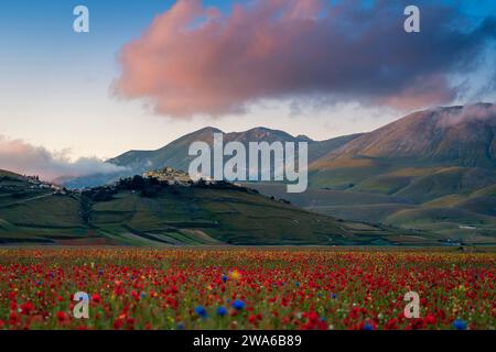 Castelluccio von Norcia blüht. Monti Sibillini Nationalpark, Perugia Bezirk, Umbrien, Italien, Europa. Stockfoto