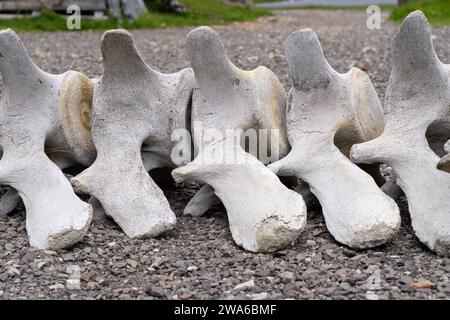 Knochen eines Walwirbels in Island, an der Küste Stockfoto