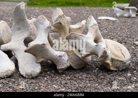 Knochen eines Walwirbels in Island, an der Küste Stockfoto