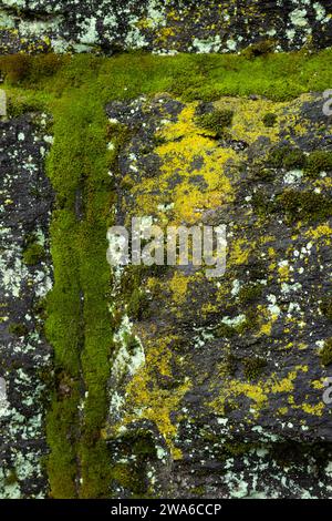 Nahaufnahme von Moos und Flechten an einer Steinmauer. Stockfoto