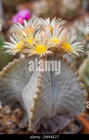 Bishop's Cap Cactus (Astrophytum myriostigma), Cactaceae. Ziersukkulente Pflanze. Seltener Kaktus. Kugelform, gelbe Blüte. Stockfoto