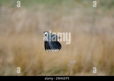 Northern Lapwing Vanellus vanellus, männlich im Flug, im Zuchtgefieder, Teesdale, County Durham, England, Großbritannien, März. Stockfoto