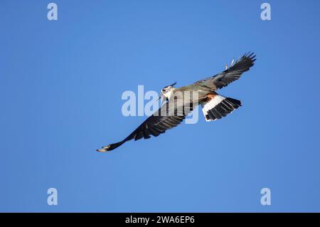 Northern Lapwing Vanellus vanellus, männlich im Flug, im Zuchtgefieder, Teesdale, County Durham, England, Großbritannien, März. Stockfoto