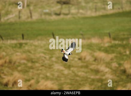 Nördliche Kiebitze Vanellus vanellus, männlich im Flug, im Zuchtgefieder, mit Kunstflugvorführungen über dem Zuchtgebiet in Teesdale, Cou Stockfoto