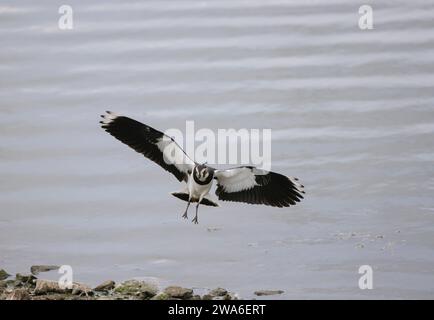 Northern Lapwing Vanellus vanellus, Ausstieg am Rande des Pools, Northumberland, England, Großbritannien, August. Stockfoto