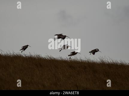 Eurasischer Brachvogel Numenius arquata, Herde im Flug in der Dämmerung auf raues Küstengrasland, Cleveland, England, Großbritannien, März. Stockfoto