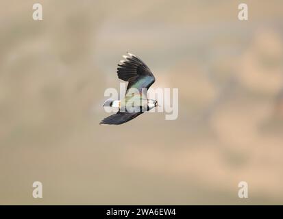 Northern Lapwing Vanellus vanellus, männlich im Flug, im Zuchtgefieder, Teesdale, County Durham, England, Großbritannien, März. Stockfoto