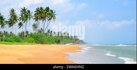 Wunderschöne Meereslandschaft. Am breiten Strand wachsen Kokospalmen. Breites Foto. Stockfoto