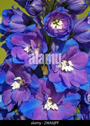 Lila blau gepresste Blüten von kultivierten Dark Blue & White Bee Delphiniums mit weißen Zentren in überfüllten Blumenspitzen in künstlerischer Darstellung Stockfoto