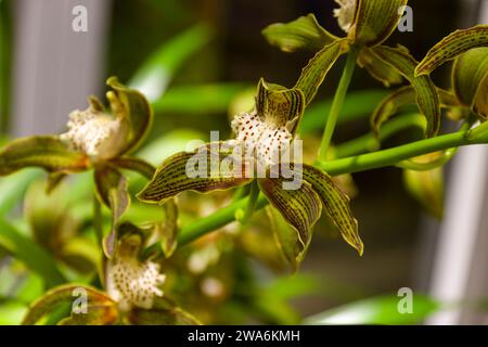 Orchidee mit Blume Nahaufnahme bei der Ausstellung Stockfoto