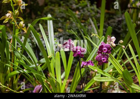 Orchidee mit Blume Nahaufnahme bei der Ausstellung Stockfoto