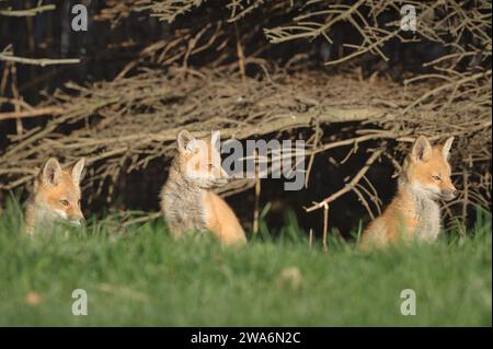 Junger Rotfuchs, der einen Weg beschreitet Stockfoto