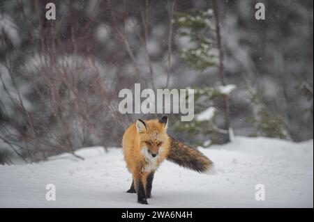 Red Fox läuft im Schnee Stockfoto