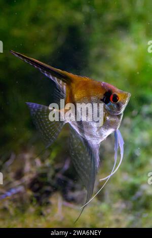 Ein Altum Angel Fish (Deep Angelfish) Stockfoto