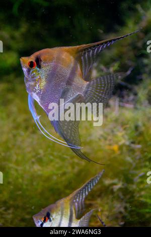 Ein Altum Angel Fish (Deep Angelfish) Stockfoto