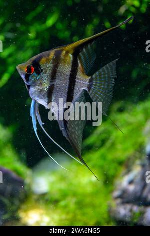 Ein Altum Angel Fish (Deep Angelfish) Stockfoto