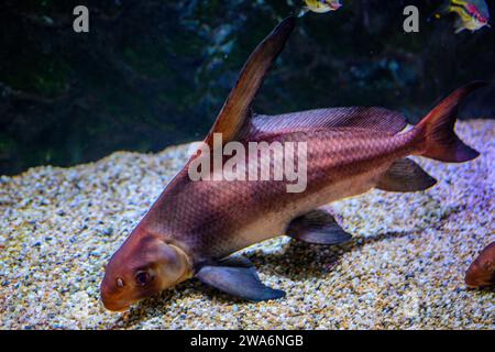 Ein chinesischer Hochflossen-Loach Stockfoto