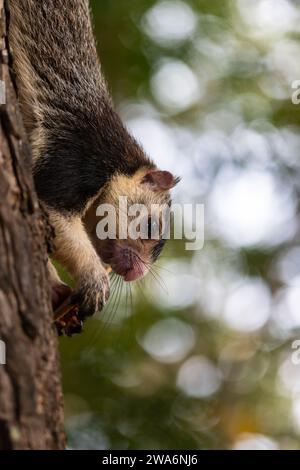 Ratufa Macroura ist ein Riesenquirnchen, das auf dem indischen Subkontinent lebt. Hier sah man, wie man mit dem Gesicht unten in einem Baum in Polonnaruwa isst. Stockfoto