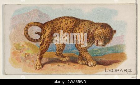 Leopard aus der Serie N21 für Allen & Ginter Cigarettes 1963 von Allen & Ginter Stockfoto