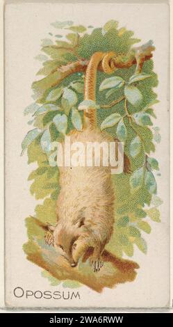 Opossum aus der Vierbeiner-Serie (N21) für Allen & Ginter Zigaretten 1963 von Allen & Ginter Stockfoto