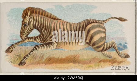 Zebra, aus der Vierbeiner-Serie (N21) für Allen & Ginter Zigaretten 1963 von Allen & Ginter Stockfoto