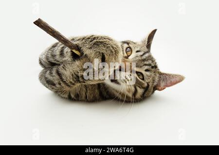 Portrait hungrige Ingwer Tabby Katze, die einen natürlichen Leckerstick kaut. Isoliert auf weißem Hintergrund Stockfoto