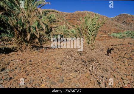 Phönix dactylifera, auch bekannt als Dattelpalme, ist eine blühende Pflanzenart aus der Familie der Palmen, Arecaceae, die wegen ihrer essbaren süßen Früchte angebaut wird Stockfoto