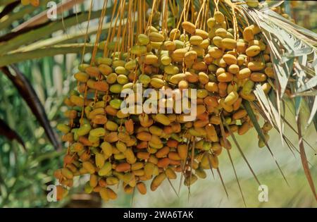 Phönix dactylifera, auch bekannt als Dattelpalme, ist eine blühende Pflanzenart aus der Familie der Palmen, Arecaceae, die wegen ihrer essbaren süßen Früchte angebaut wird Stockfoto