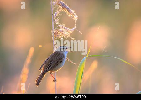 Nahaufnahme eines Sedge-Warbler-Vogels, Acrocephalus schoenobaenus, der während des Sonnenuntergangs im Frühling ein Weibchen anzieht Stockfoto