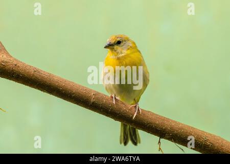 Nahaufnahme eines safranfinks, Sicalis flaveola, in einem Wald. Stockfoto